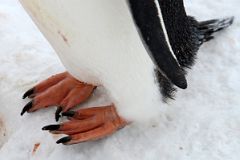 03E Close Up Of The Feet of A Gentoo Penguin At Neko Harbour On Quark Expeditions Antarctica Cruise.jpg
